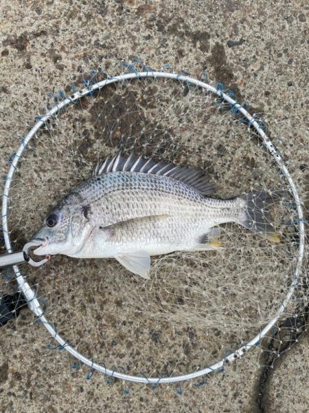 暴風のチヌ釣り