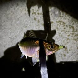 短時間で数釣り