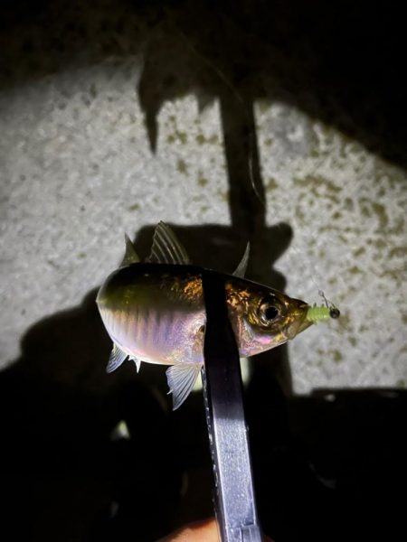 短時間で数釣り