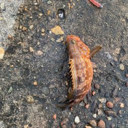 キジハタ好調中