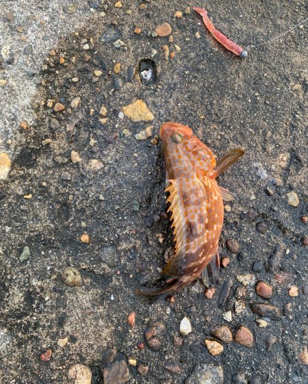 キジハタ好調中