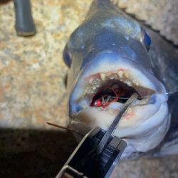 淀川ブリームゲーム