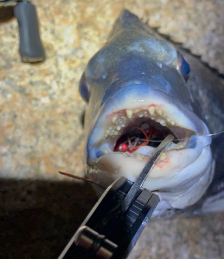 淀川ブリームゲーム