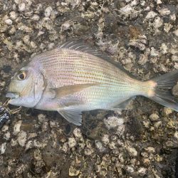 久しぶりの磯釣り