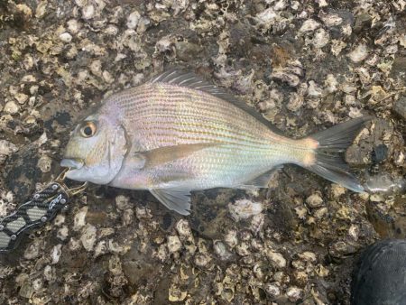 久しぶりの磯釣り