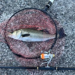 エビ撒きでハネ釣り