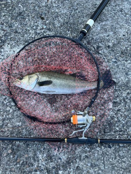エビ撒きでハネ釣り