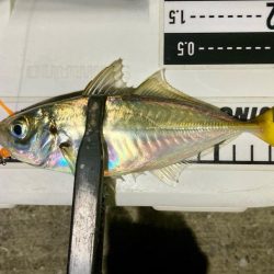 ゴミだらけの底にアジは居る!