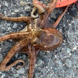 タコは気まぐれ？