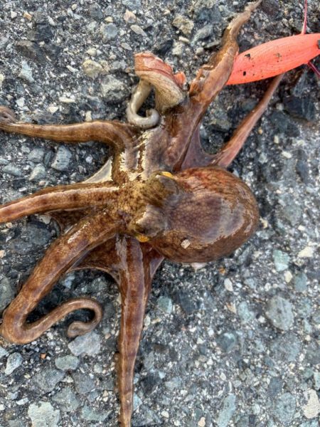 タコは気まぐれ？