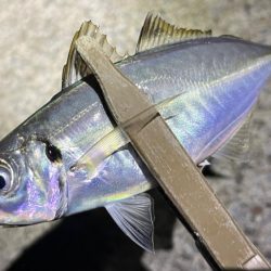 初魚種