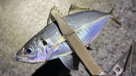 初魚種