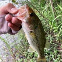 ライトリグで何とか