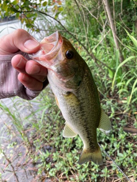 ライトリグで何とか