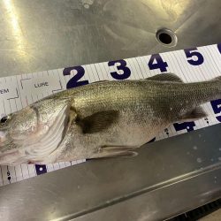 雨後の増水堰下パターン