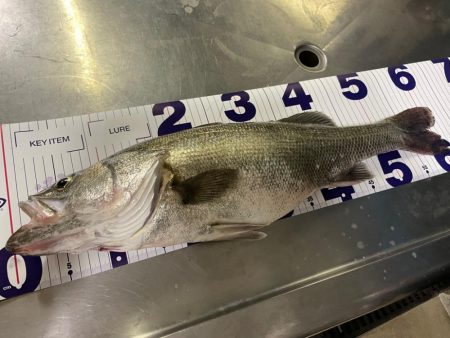 雨後の増水堰下パターン