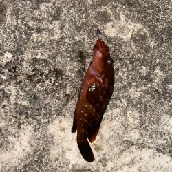 今日もロックフィッシュ