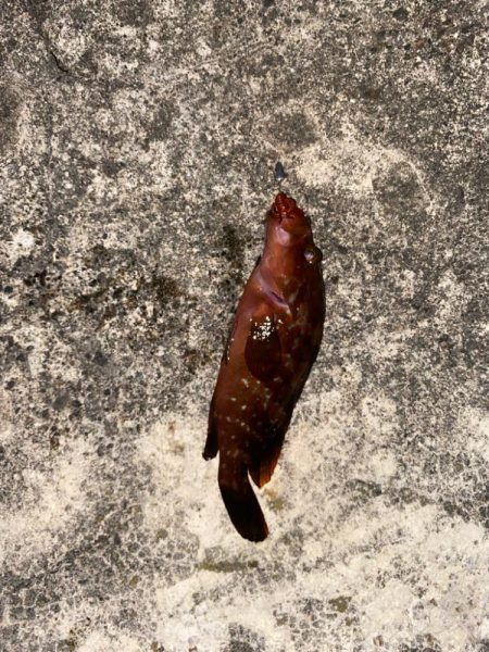 今日もロックフィッシュ