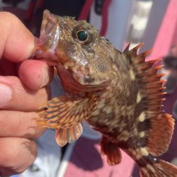 アジは何処（苦笑）