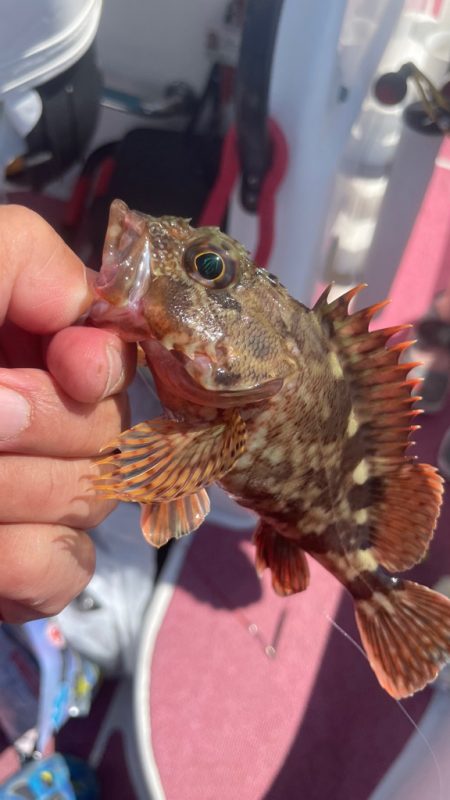 アジは何処（苦笑）