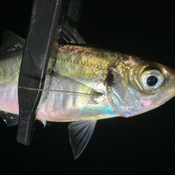 A地点〜B地点へ、ランガン🎣