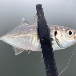 ちょっと様子見のつもりが‼︎