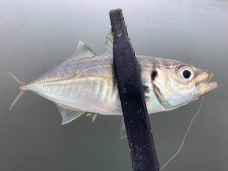 ちょっと様子見のつもりが‼︎