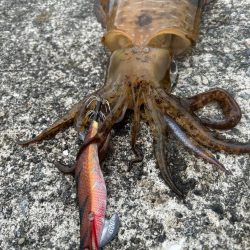 久しぶりの朝マズメ