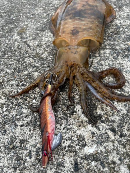 久しぶりの朝マズメ