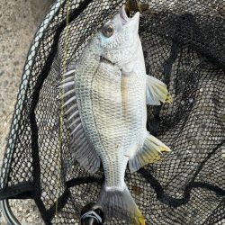 6月6日大潮チニング