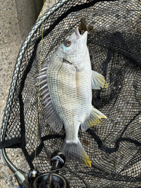 6月6日大潮チニング