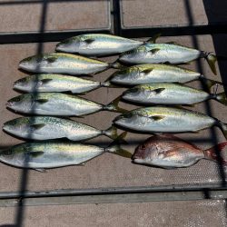 タイラバからのジギング 鳴門