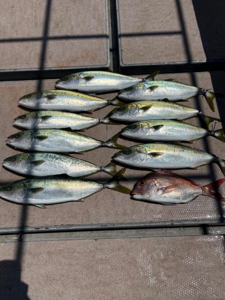 タイラバからのジギング　鳴門