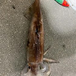 そろそろケンサキイカが来ました