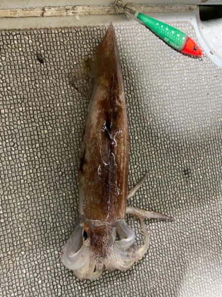 そろそろケンサキイカが来ました