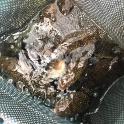 室津のフグタコ便