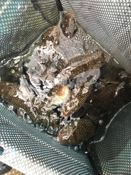 室津のフグタコ便