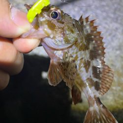 ドン引きする程の激渋