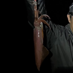 春イカエギング香住う