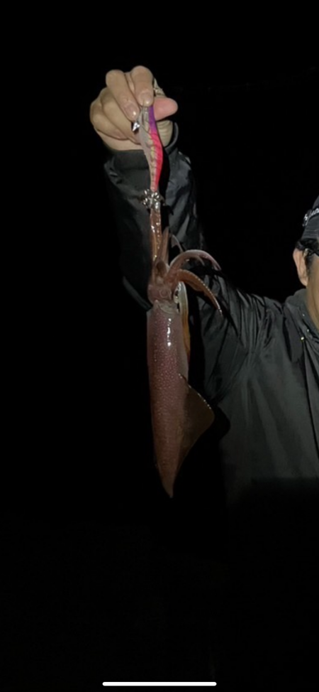 春イカエギング香住う