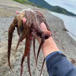 初めてのイカ!!