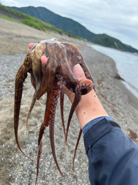 初めてのイカ!!