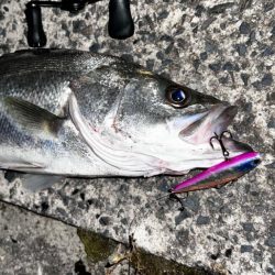 6月初シーバス!!