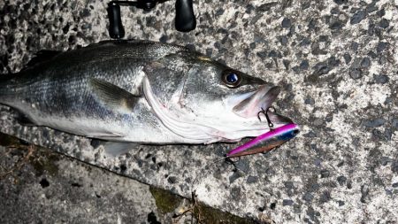 6月初シーバス!!