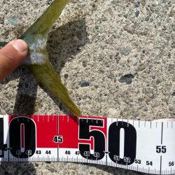 陸っぱり初のハマチ