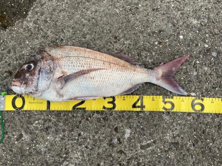 久しぶりのショア真鯛