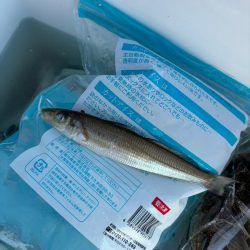 キス、イカ調査