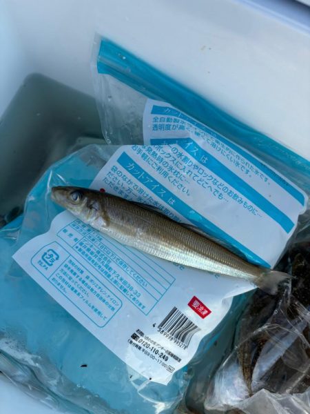 キス、イカ調査