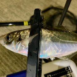 居残り組を釣る!😔