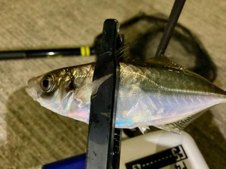 居残り組を釣る!😔